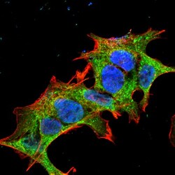 GIT1 Antibody (S39B-8), Novus Biologicals 0.025 mg, Unconjugated:Antibodies,